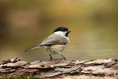 BUITEN BEELD Foto: 286371