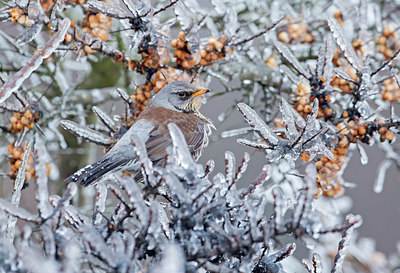 BUITEN BEELD Foto: 286386