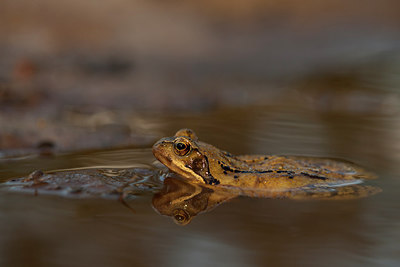 BUITEN BEELD Foto: 286395