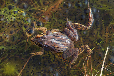 BUITEN BEELD Foto: 286397
