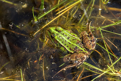 BUITEN BEELD Foto: 286423