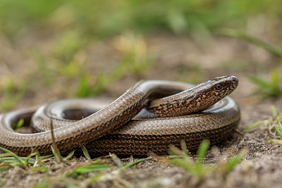 BUITEN BEELD Foto: 286431