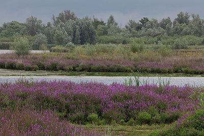 BUITEN BEELD Foto: 286440