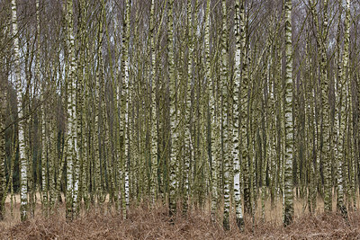 BUITEN BEELD Foto: 286473