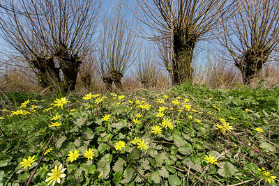 BUITEN BEELD Foto: 286475