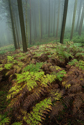 BUITEN BEELD Foto: 286479