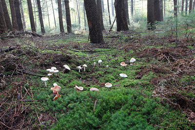 BUITEN BEELD Foto: 286492