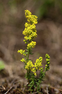 BUITEN BEELD Foto: 286523