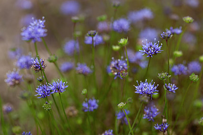BUITEN BEELD Foto: 286527