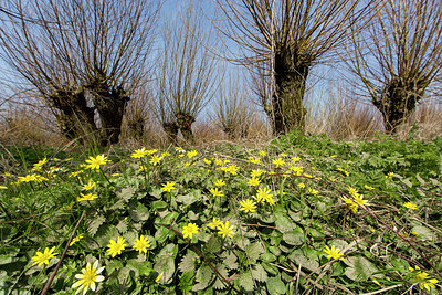 BUITEN BEELD Foto: 286535