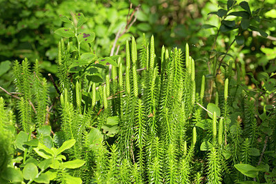 BUITEN BEELD Foto: 286547