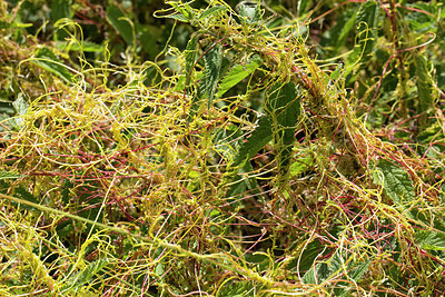 BUITEN BEELD Foto: 286564