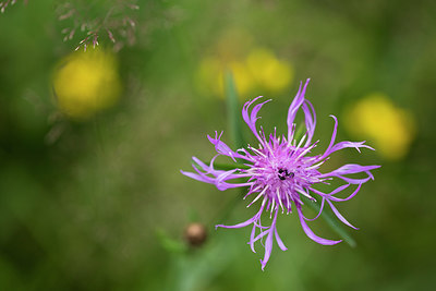 BUITEN BEELD Foto: 286566