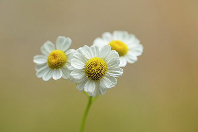 BUITEN BEELD Foto: 286573