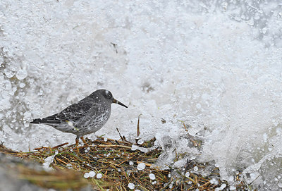 BUITEN BEELD Foto: 286582
