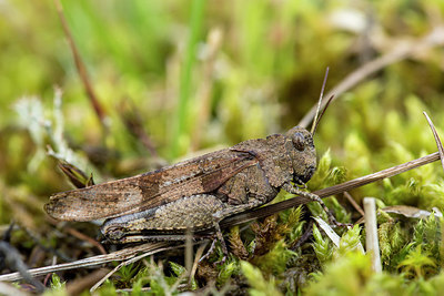 BUITEN BEELD Foto: 286593
