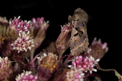BUITEN BEELD Foto: 286594