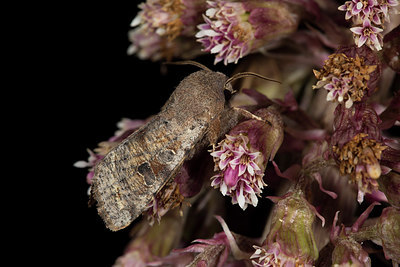 BUITEN BEELD Foto: 286604