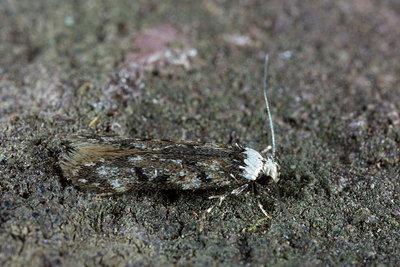 BUITEN BEELD Foto: 286606