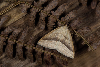 BUITEN BEELD Foto: 286608
