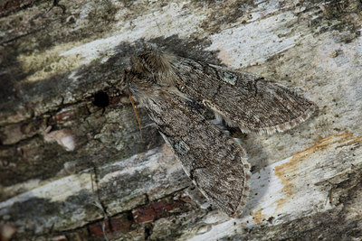 BUITEN BEELD Foto: 286609