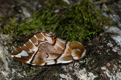 BUITEN BEELD Foto: 286624