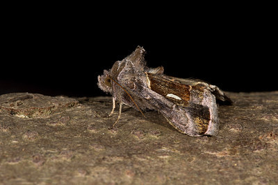 BUITEN BEELD Foto: 286632