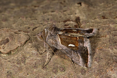 BUITEN BEELD Foto: 286634