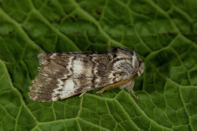 BUITEN BEELD Foto: 286639