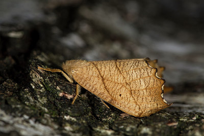 BUITEN BEELD Foto: 286643
