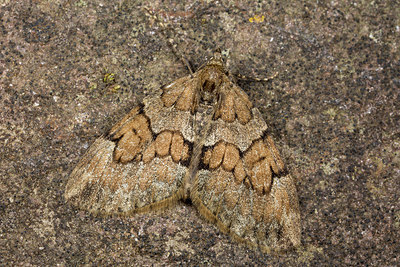 BUITEN BEELD Foto: 286651