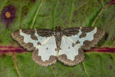 BUITEN BEELD Foto: 286656