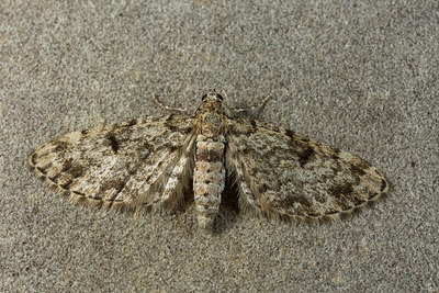 BUITEN BEELD Foto: 286660
