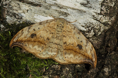 BUITEN BEELD Foto: 286664