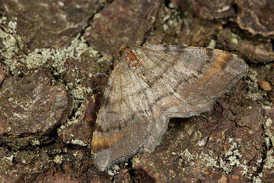 BUITEN BEELD Foto: 286665