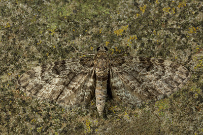 BUITEN BEELD Foto: 286667