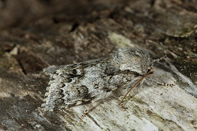 BUITEN BEELD Foto: 286674