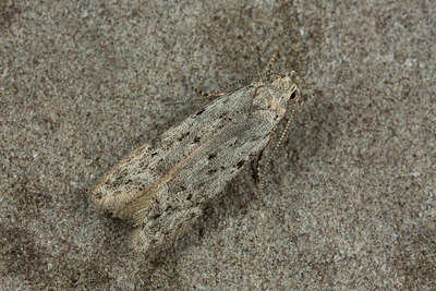 BUITEN BEELD Foto: 286675