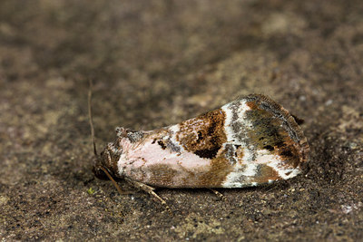 BUITEN BEELD Foto: 286683