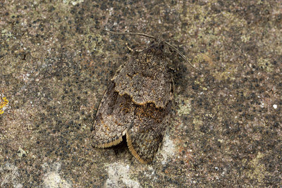 BUITEN BEELD Foto: 286687