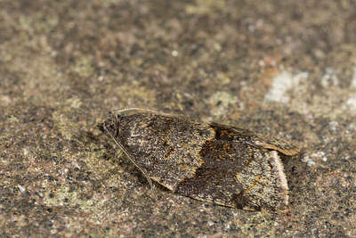 BUITEN BEELD Foto: 286688