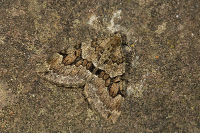 BUITEN BEELD Foto: 286689