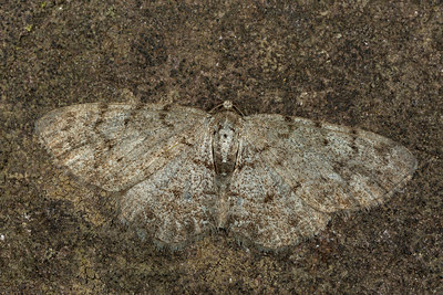 BUITEN BEELD Foto: 286691