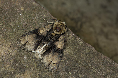 BUITEN BEELD Foto: 286693
