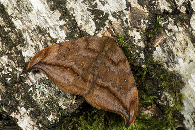 BUITEN BEELD Foto: 286694