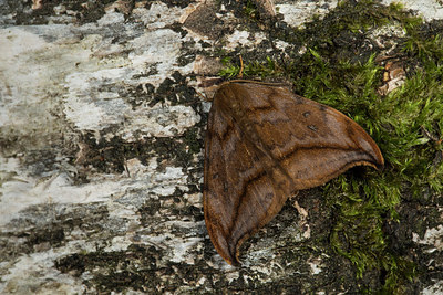 BUITEN BEELD Foto: 286695