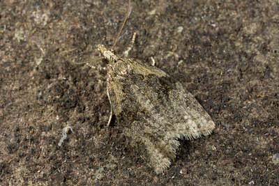BUITEN BEELD Foto: 286698
