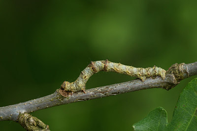 BUITEN BEELD Foto: 286701
