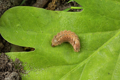 BUITEN BEELD Foto: 286702