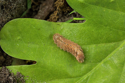 BUITEN BEELD Foto: 286703